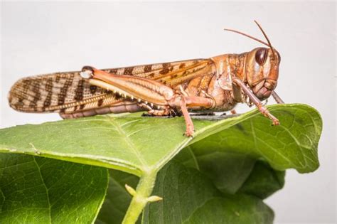 locustsmpw|how big is a locust.